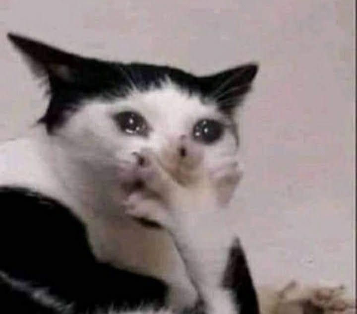 cat crying